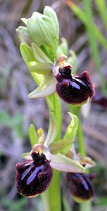 Early Spider Ophrys a - Ophrys sphegodes incubacea © John Muddeman